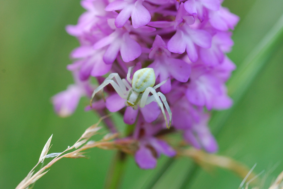 Misumena vatia